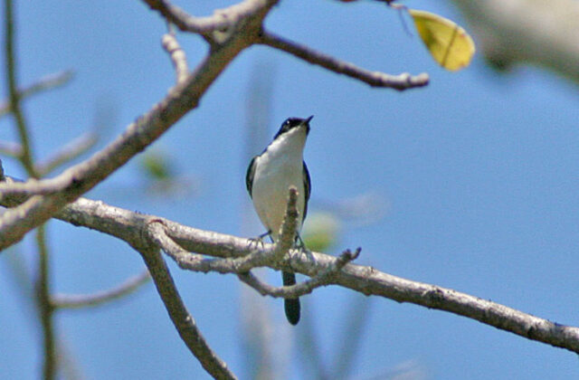 White-bellied Bush Chat