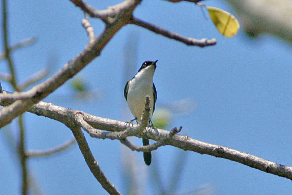 White-bellied Bush Chat