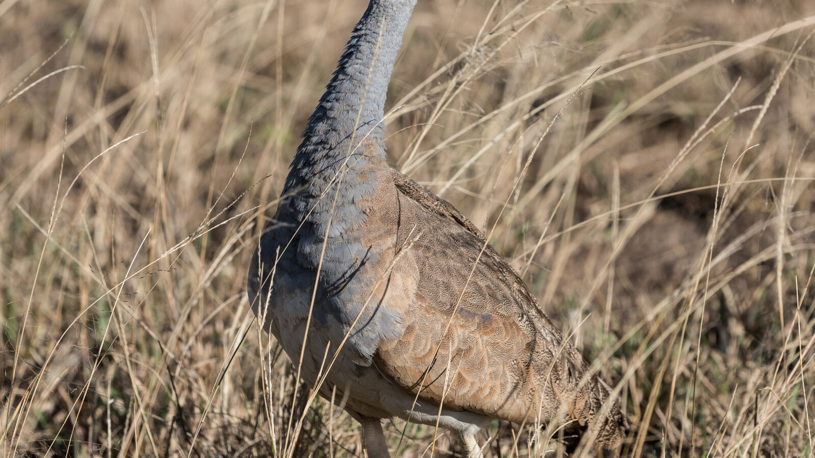 White-bellied Bustard