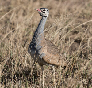 White-bellied Bustard