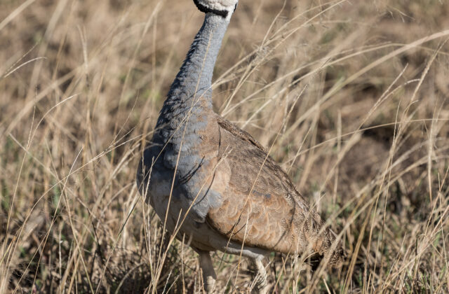 White-bellied Bustard