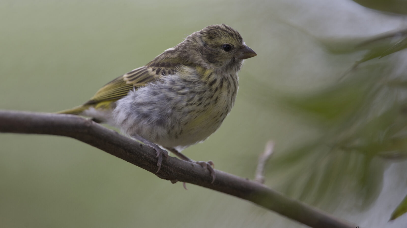 White-bellied Canary