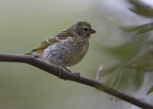 White-bellied Canary
