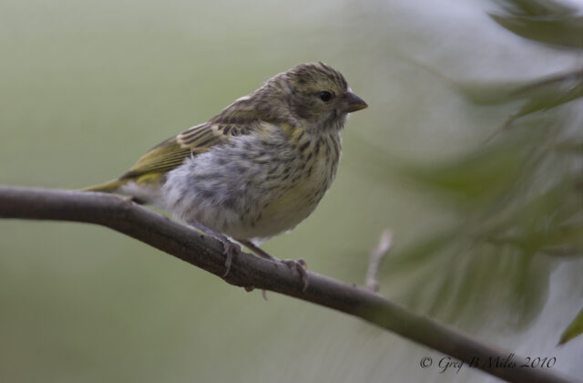 White-bellied Canary