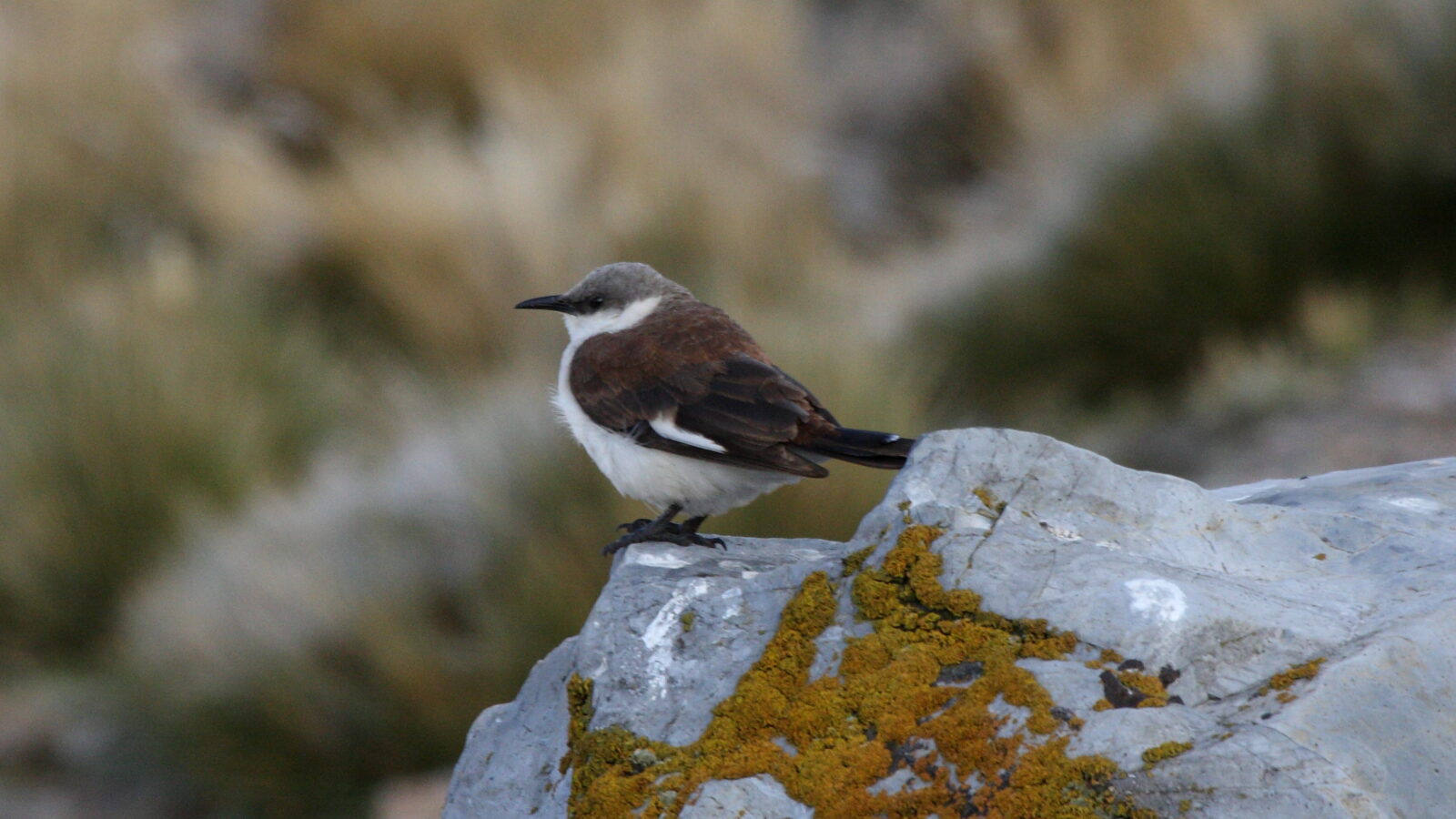 White-bellied Cinclodes