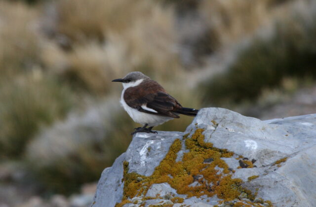 White-bellied Cinclodes