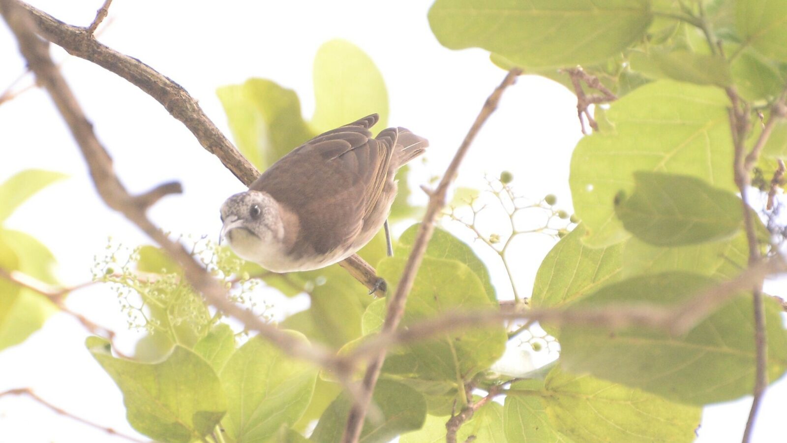 White-bellied Honeyeater