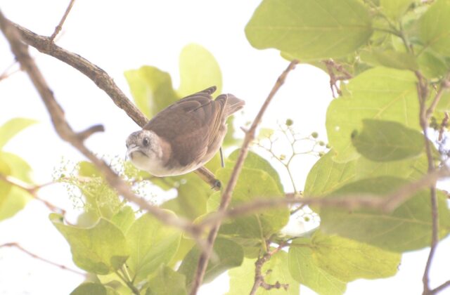 White-bellied Honeyeater
