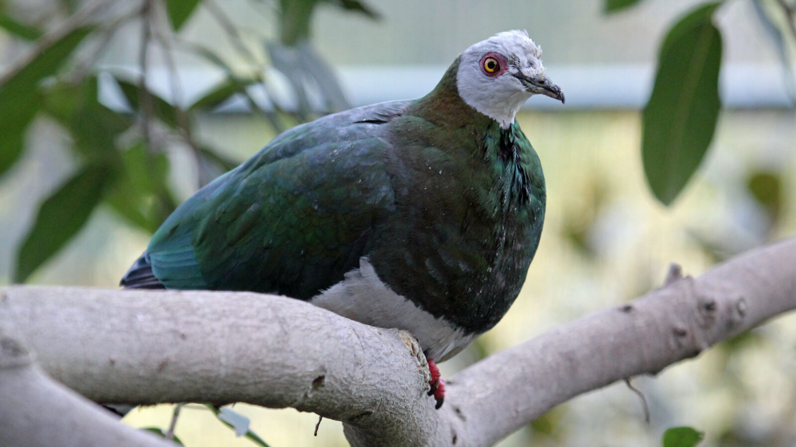 White-bellied Imperial Pigeon