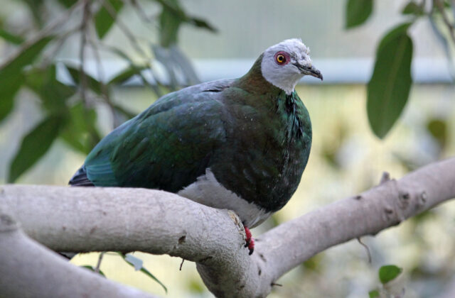 White-bellied Imperial Pigeon