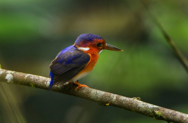 White-bellied Kingfisher