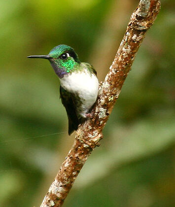 White-bellied Mountaingem