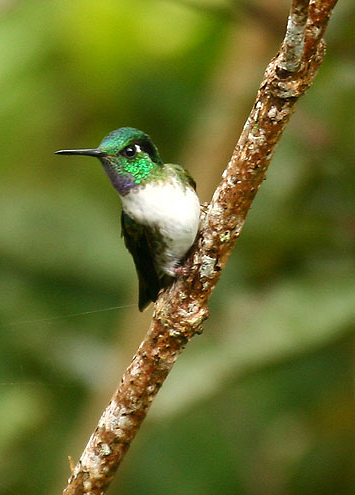 White-bellied Mountaingem