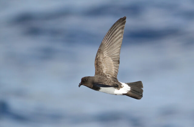 White-bellied Storm Petrel
