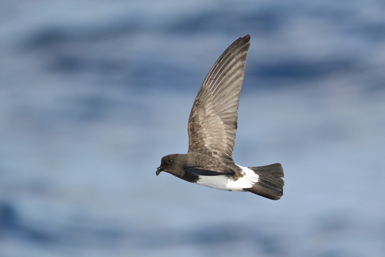 White-bellied Storm Petrel