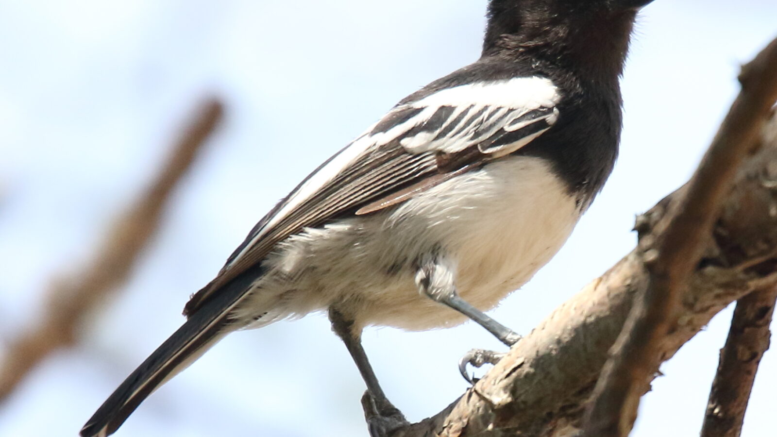 White-bellied Tit