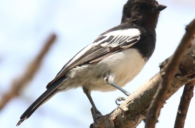 White-bellied Tit