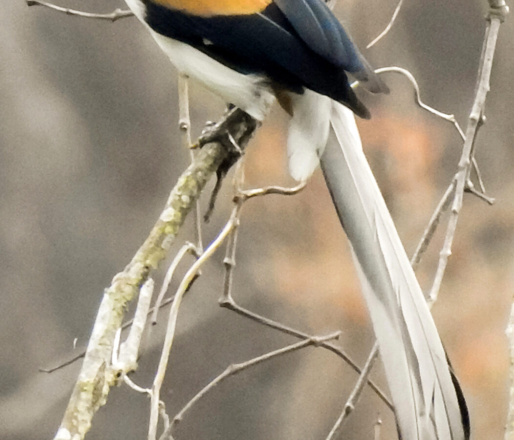 White-bellied Treepie