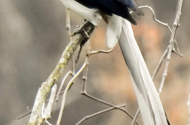 White-bellied Treepie