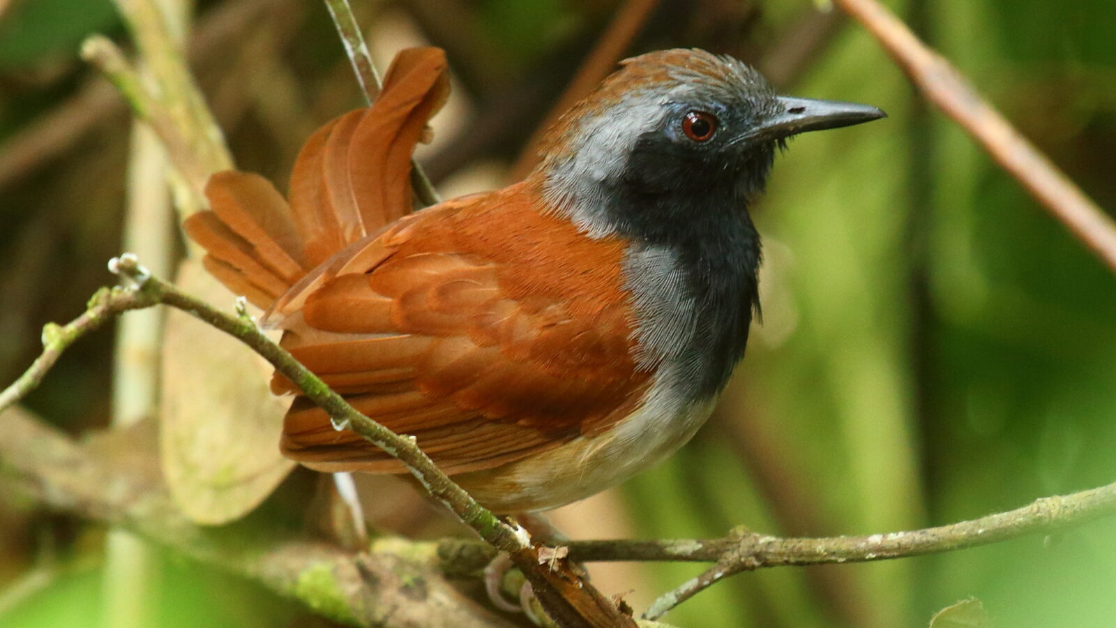 White-bellied Antbird