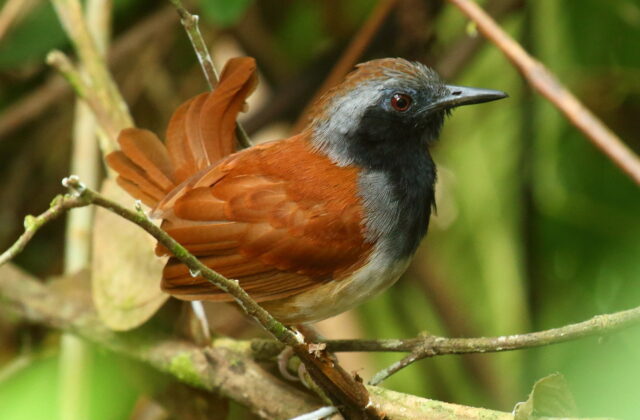 White-bellied Antbird