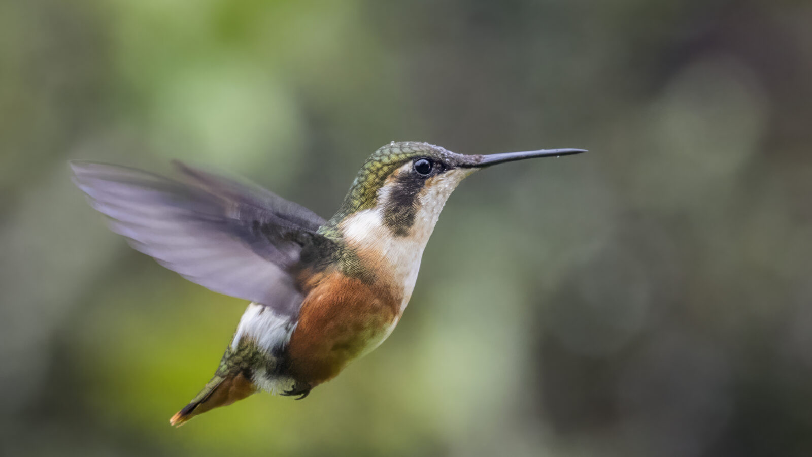 White-bellied Woodstar