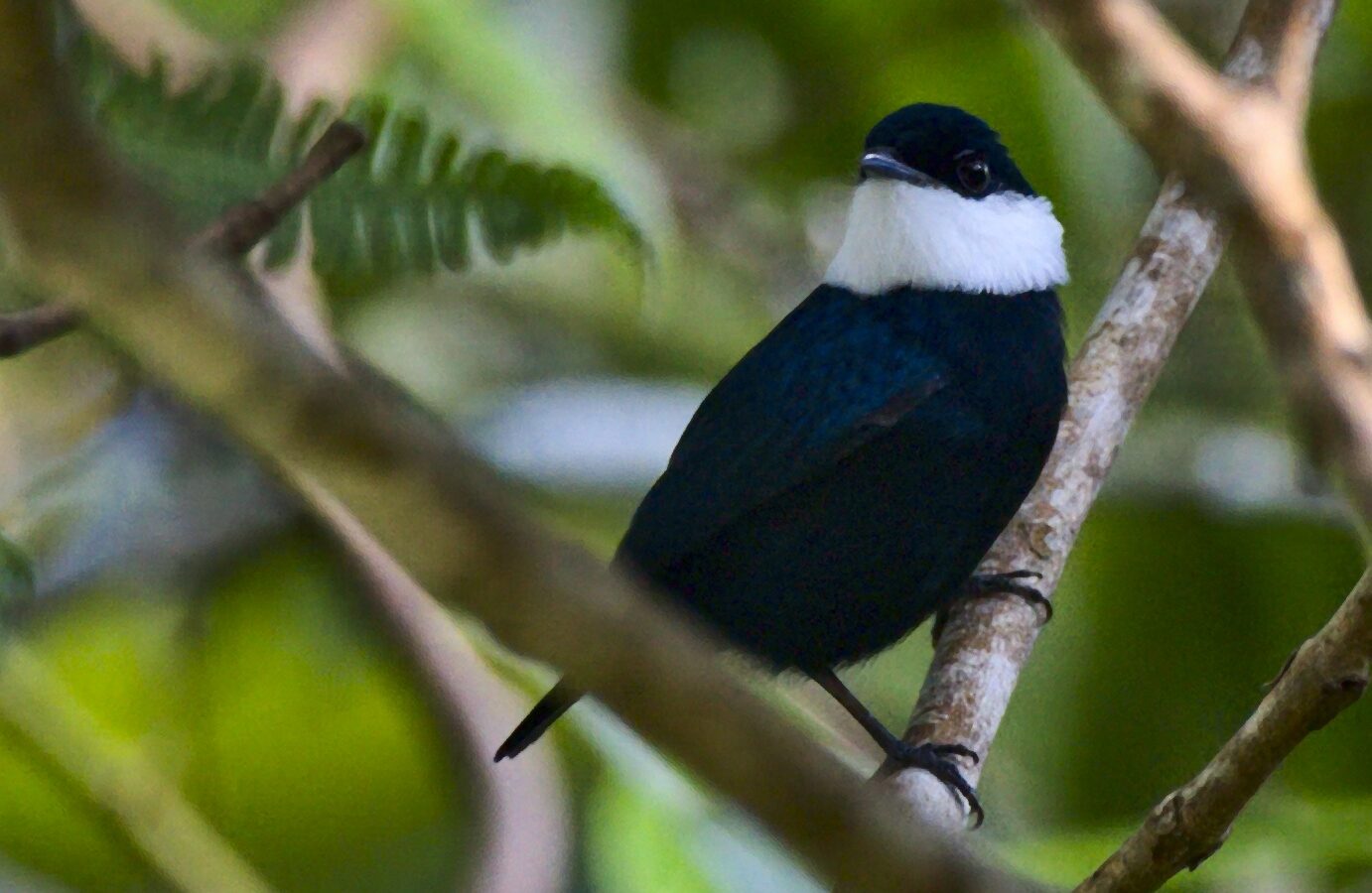 White-bibbed Manakin
