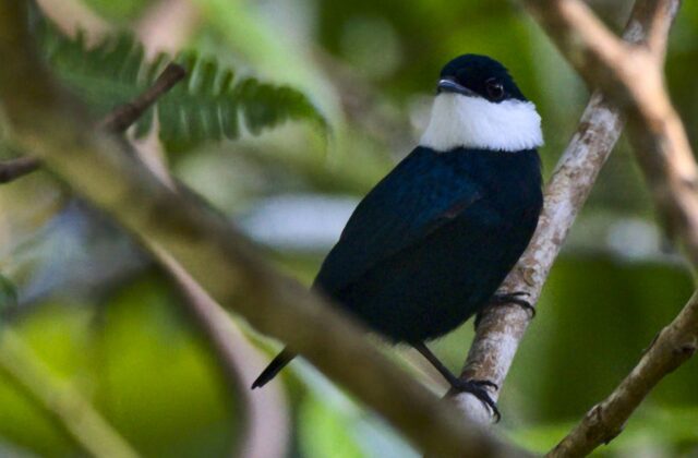 White-bibbed Manakin