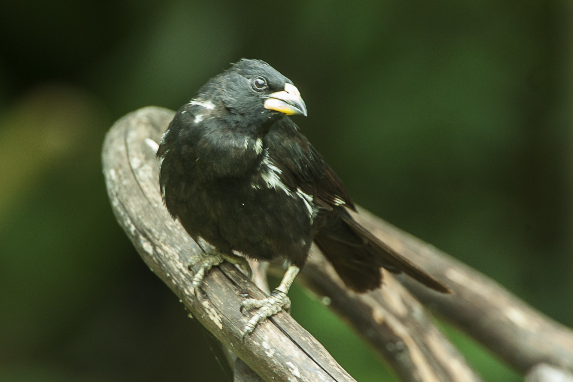 White-billed Buffalo Weaver