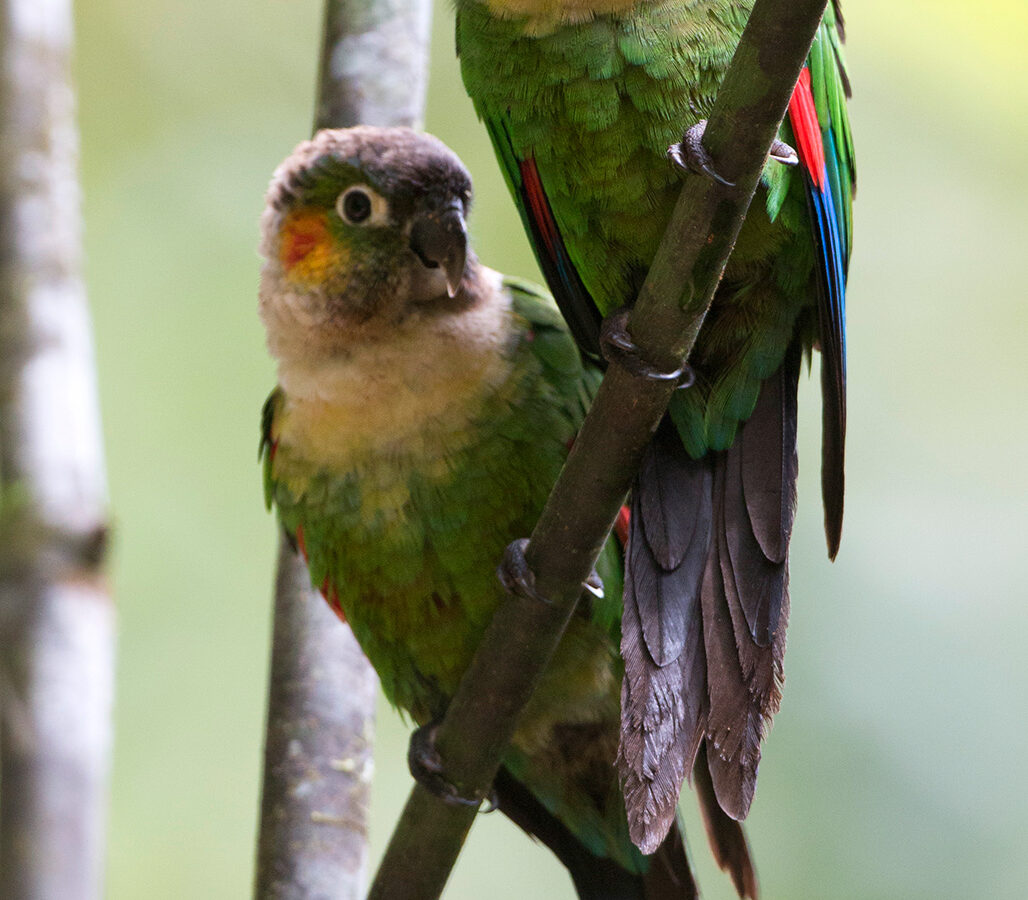 White-breasted Parakeet