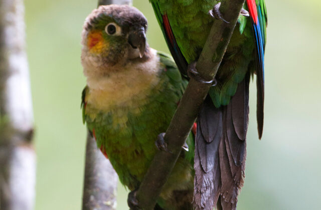 White-breasted Parakeet