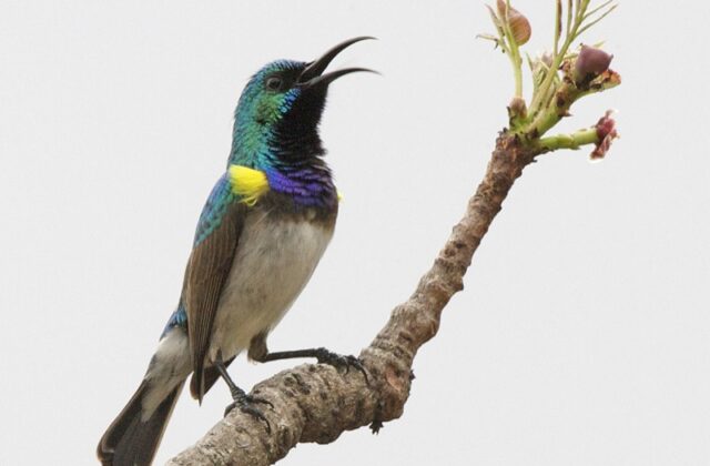 White-bellied Sunbird