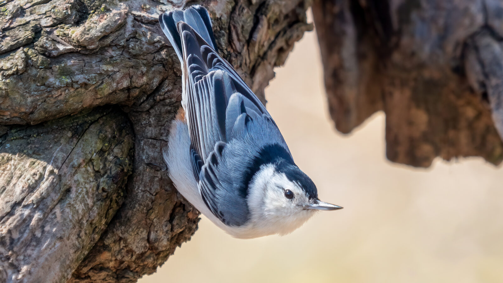 White-breasted Nuthatch