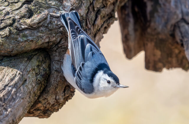 White-breasted Nuthatch