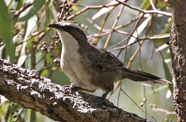 White-browed Babbler