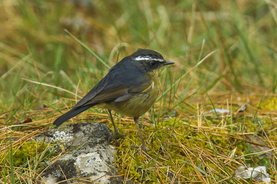 Taiwan Bush Robin