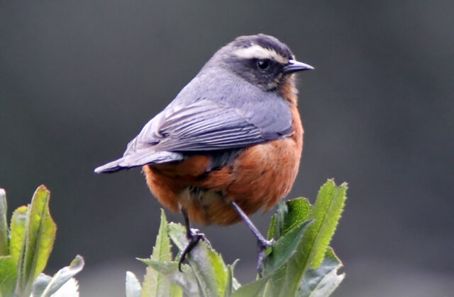White-browed Conebill
