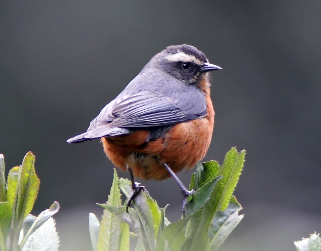 White-browed Conebill