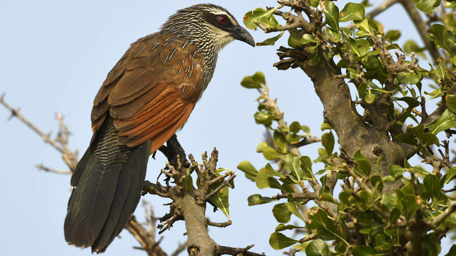 White-browed Coucal