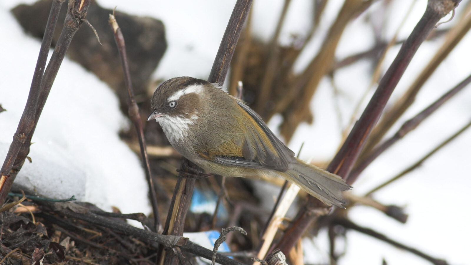 White-browed Fulvetta