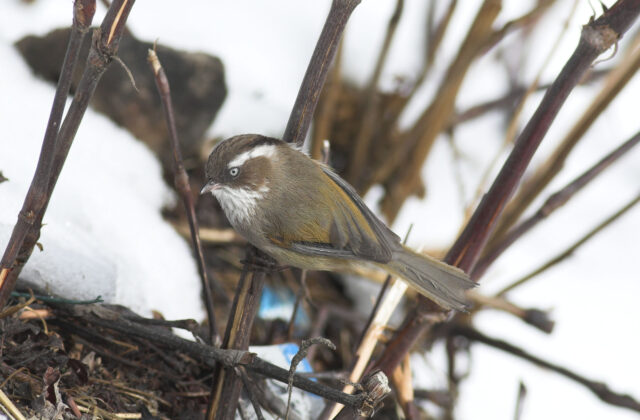 White-browed Fulvetta