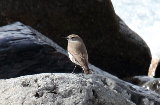 White-browed Ground Tyrant