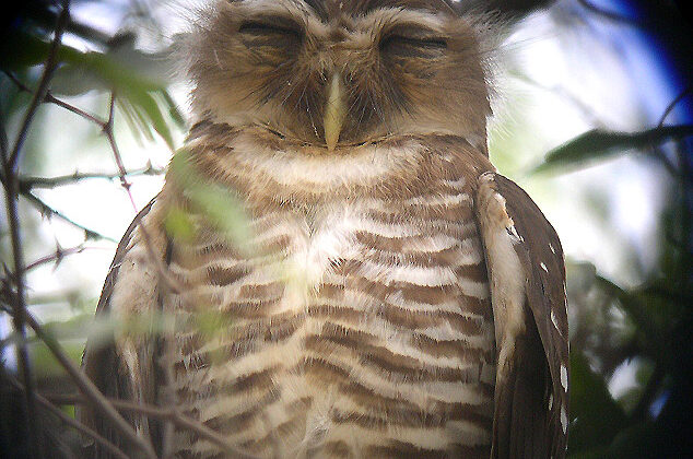 White-browed Owl