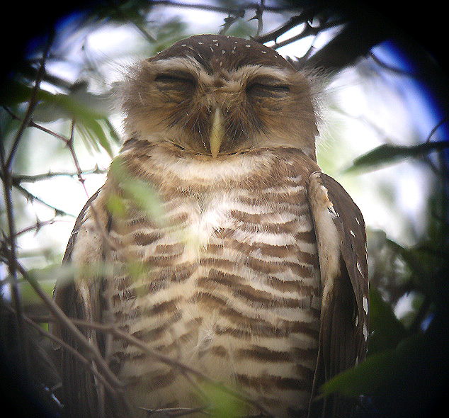 White-browed Owl
