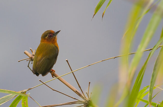 White-browed Piculet
