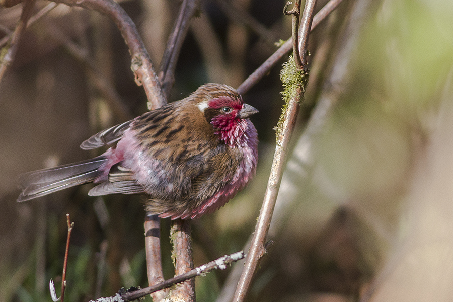 Himalayan White-browed Rosefinch