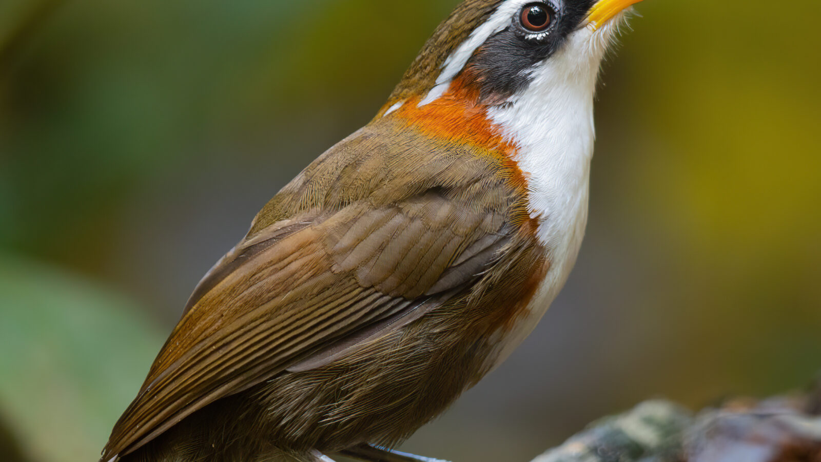 White-browed Scimitar Babbler