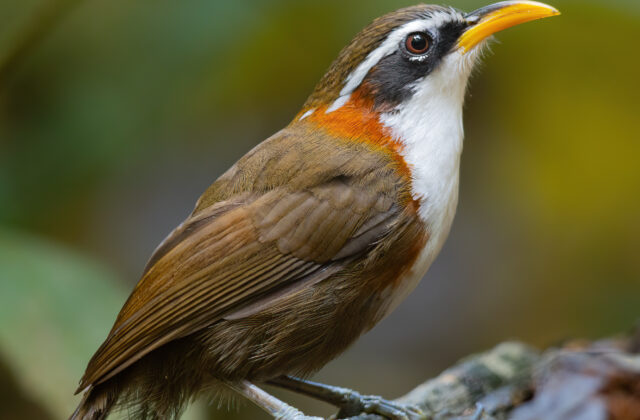 White-browed Scimitar Babbler