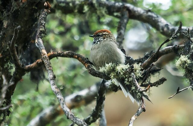 White-browed Tit-Spinetail