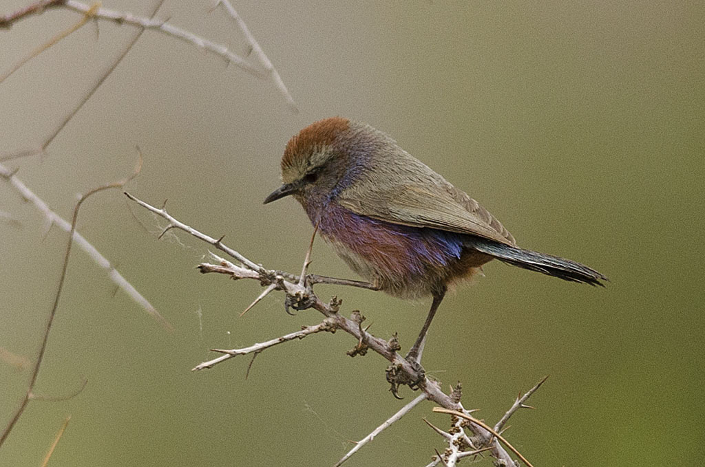 White-browed Tit-warbler